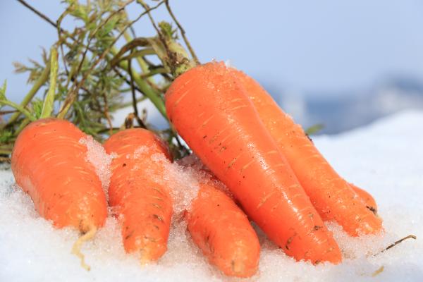 とれたての雪下にんじん