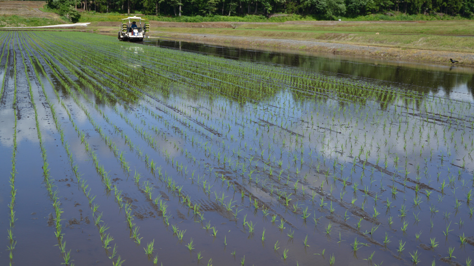 5月中旬　田植え